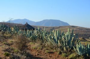 afrikanische Landschaft mit Aloe Vera Pflanzen