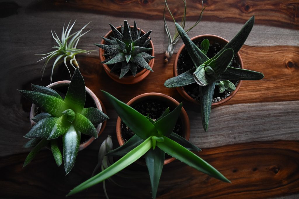 unterschiedliche Aloe Vera Pflanzenarten 