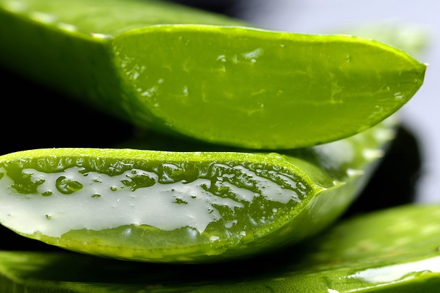 Aufgeschnittene Aloe Vera
